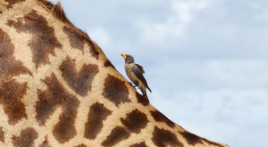 bird depending on giraffe